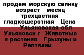 продам морскую свинку. возраст 1 месяц. трехцветная. гладкошерстная › Цена ­ 500 - Ульяновская обл., Ульяновск г. Животные и растения » Грызуны и Рептилии   